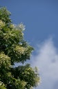 Millingtonia hortensis flower with blue sky Royalty Free Stock Photo