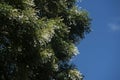 Millingtonia hortensis flower with blue sky Royalty Free Stock Photo