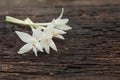 Millingtonia hortensis , Indian cork tree