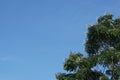 Millingtonia hortensis tree