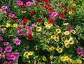 Million Bells variegated petunias mix. Royalty Free Stock Photo