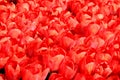 Million of bright red tulips close up at Goztepe Park in Istanbul, Turkey