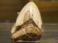 45 Million Year Old Megalodon Shark Tooth detail