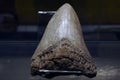45 Million Year Old Megalodon Shark Tooth detail