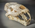 8 Million Years Fossil Stone Rock China Amphimachairodus Horribilis Mammal Saber-toothed Cat Miocene Tiger Head Skeleton Geology