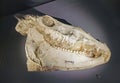 5 Million Years Fossil Stone Rock China Hipparion Sp Mammal Horses Miocene Horse Head Skeleton Geology