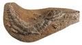 125 million years old crocodile fossil Royalty Free Stock Photo