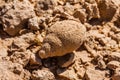 Fossilized sea snail shell in the desert near Riyadh