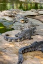 The Million Years Stone Park Pattaya. Royalty Free Stock Photo