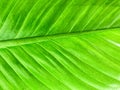 Green tropical leaf background for workart Royalty Free Stock Photo