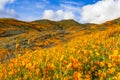 Millions of California Poppies in Walker Canyon / Lake Elsinore, California