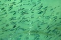 Millions of little fish under the sea water surface Royalty Free Stock Photo