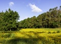 Native Wildflower Field in North Carolina