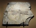 125 Millions Years Fossil Stone Rock China Odonata Insect Dragonfly Cretaceous Geology