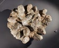 93 Millions Years Fossil Stone Rock China Prismatoolithus Gebiensis Reptile Dinosaur Eggs Cretaceous Geology