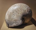 112 Millions Years Fossil Stone Rock Madagascar Cymatoceras Sp Mollusc Nautiloid Cretaceous Geology Marine Life