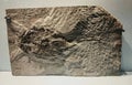 380 Millions Years Fossil Stone Rock Scotland UK Coccosteus Cuspidatus Armoured Fish Reptile Devonian Skeleton Devonian Geology