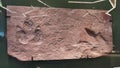 Millions Years Fossil Stone Rock US Ornithischian Dinosaur Footprints