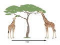 Giraffe evolution and natural selection