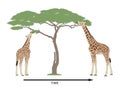 Giraffe evolution and natural selection Royalty Free Stock Photo