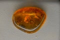 Millions of years in one amber stone