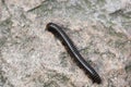 Millipede