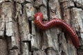 Millipede Royalty Free Stock Photo