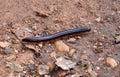 Millipede