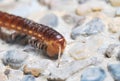 Millipede Royalty Free Stock Photo
