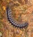 Millipede