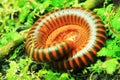 Millipede Royalty Free Stock Photo
