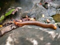 Millipede Royalty Free Stock Photo