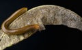 Millipede Asia on decomposing mango leaf showing its numerus legs and segmented body Royalty Free Stock Photo