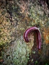 millipede beast climbing the mossy wall Royalty Free Stock Photo