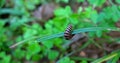 A millipede with black and white stripes on a grass macro. Royalty Free Stock Photo