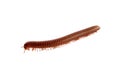 millipede brown orange running