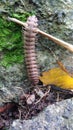millipede caterpillar on the rock Royalty Free Stock Photo