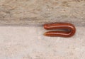 Millipede class Diplopoda is moving on the concrete floor beside the brick cement wall in day light, group of arthropods. Royalty Free Stock Photo