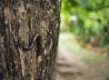 Millipede on a teak tree Royalty Free Stock Photo
