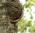 Millipede climbing on tree Royalty Free Stock Photo