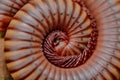 Millipede close-up Royalty Free Stock Photo
