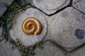 Millipede Close up (Blaniulidae) Royalty Free Stock Photo