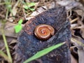 Millipede closeup Royalty Free Stock Photo