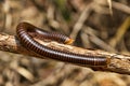 Millipede from coastal rainforest of Thailand