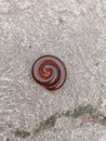 Millipede on concrete floor in spiral position