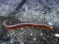 Millipede crawling on damp rough cement floor
