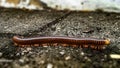 Millipede crawling on damp rough cement floor