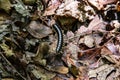 Millipede crawling on decaying leaves on the forest floor Royalty Free Stock Photo