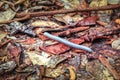 Millipede crawling on dry leaf