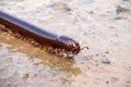 Millipede crawling on the wet soil